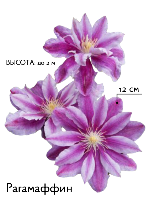 Рагамаффин.png Рагамаффин.png