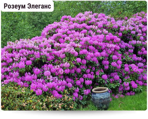 Рододендроны.png Рододендроны.png