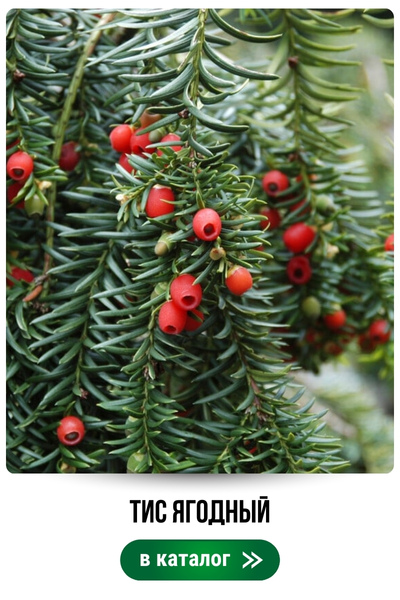 тис.jpg тис.jpg