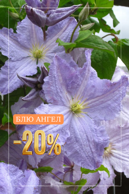 Блю Ангел.png Блю Ангел.png