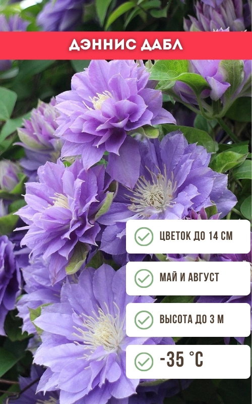 Дэннис Дабл.jpg Дэннис Дабл.jpg