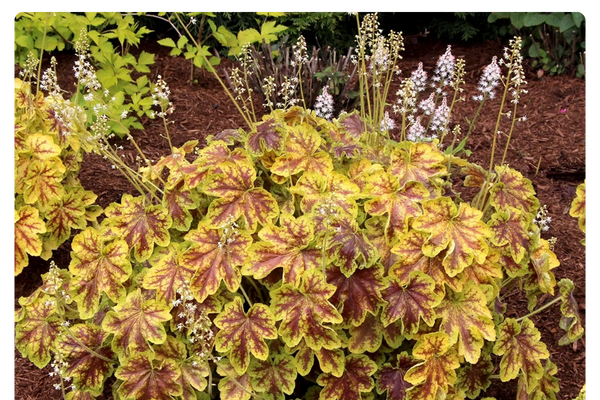 Гейхера Голд Зебра.png