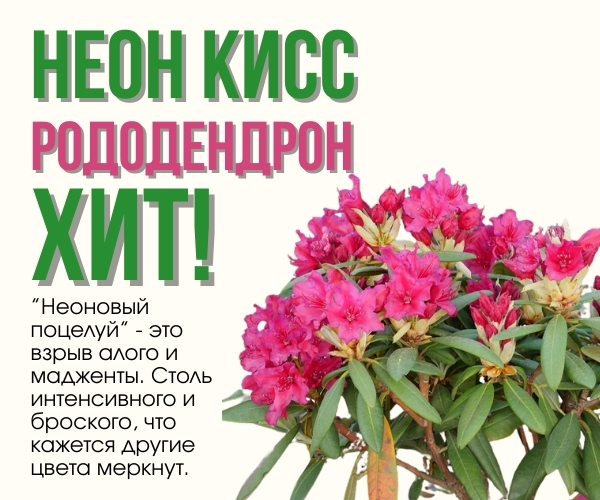 неон кисс.jpg