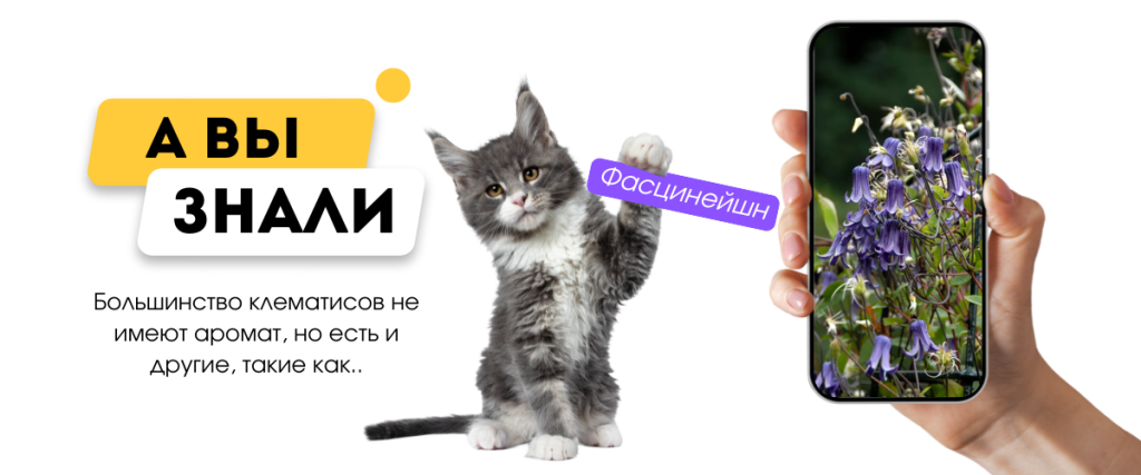 Фасцинейшн (1200 x 500 пикс.).png Фасцинейшн (1200 x 500 пикс.).png