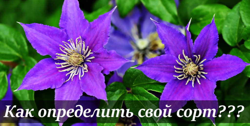 как определить сорт клематиса