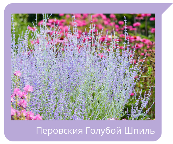 перовския.png перовския.png