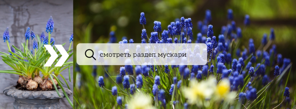 мускари.jpg мускари.jpg