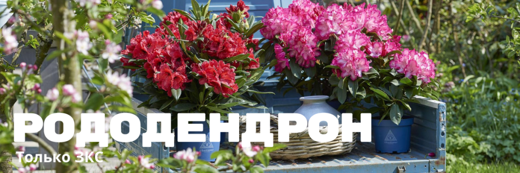 рододендрон.png рододендрон.png