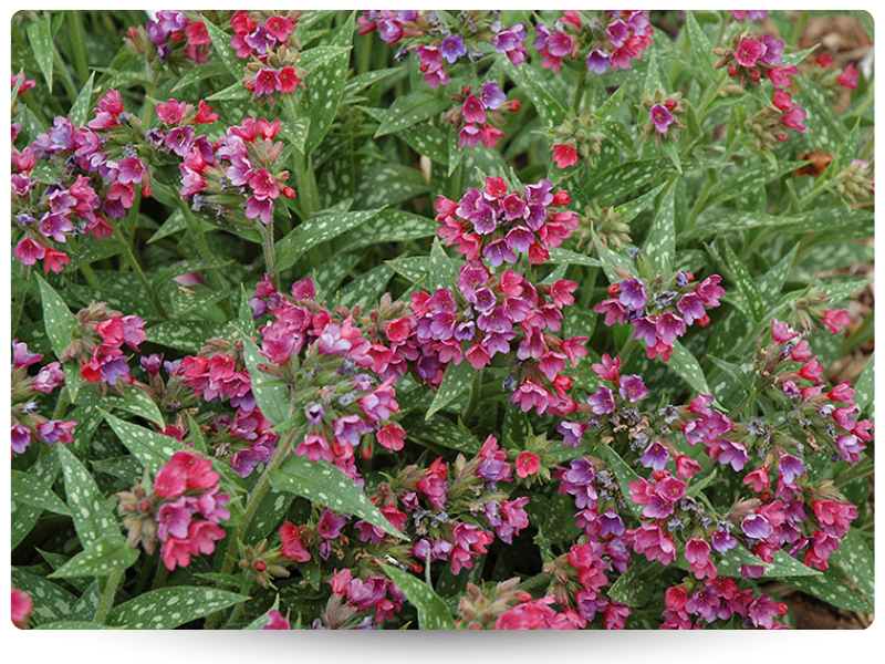 _Медуница Распберри Сплеш (800 x 600 пикс.).png