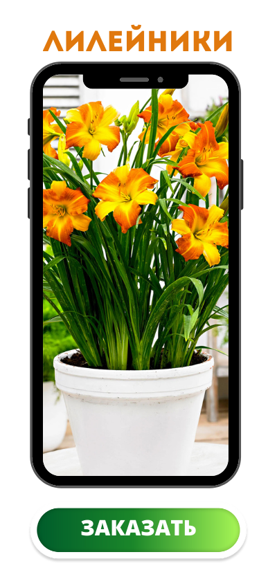 лилейники.png