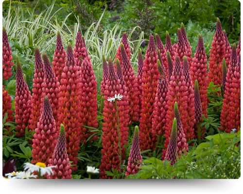 Пейджес.jpg Пейджес.jpg