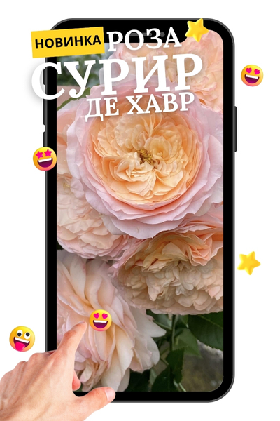 Сурир де Хавр.jpg Сурир де Хавр.jpg