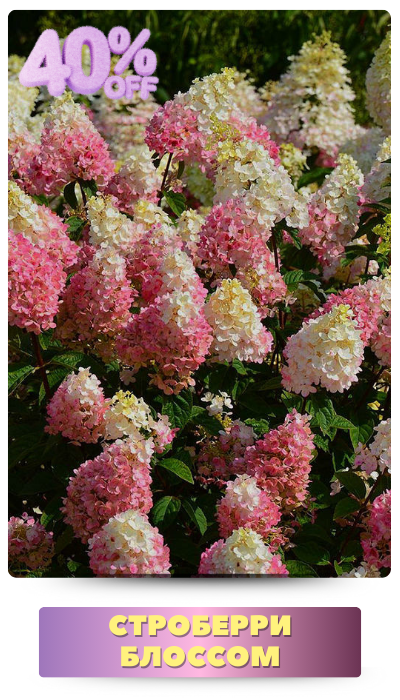 Строберри Блоссом (400 x 700 пикс.).png