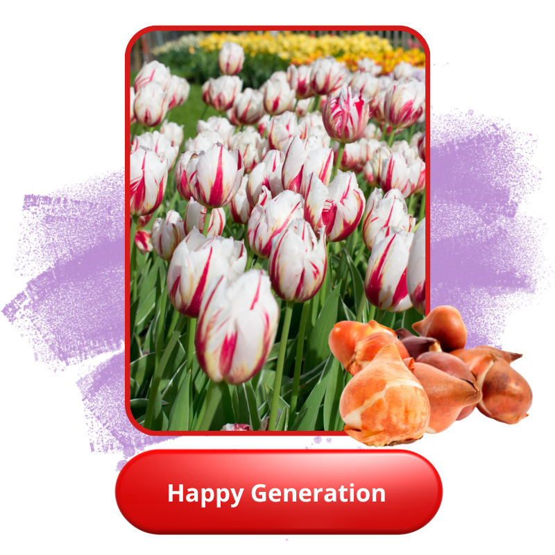 Happy Generation.png Happy Generation.png