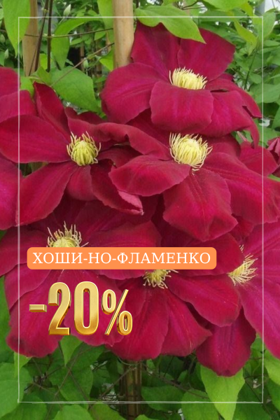 Хоши-но-фламенко.png Хоши-но-фламенко.png