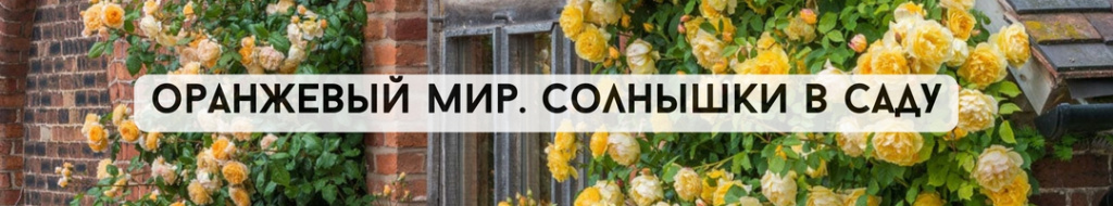 Оранжевый мир. Солнышки в саду.jpg