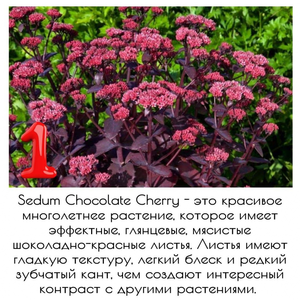 очиток Шоколад Черри очиток Шоколад Черри