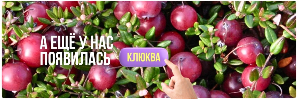 клюква (1200 x 400 пикс.).jpg клюква (1200 x 400 пикс.).jpg
