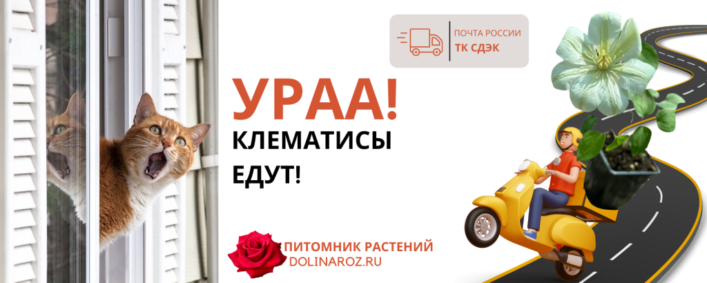 Клематисы едут (1000 x 400 пикс.).png Клематисы едут (1000 x 400 пикс.).png