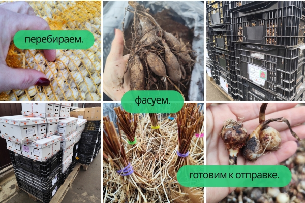 Старт сезона: фасовка растений перед отправкой фото