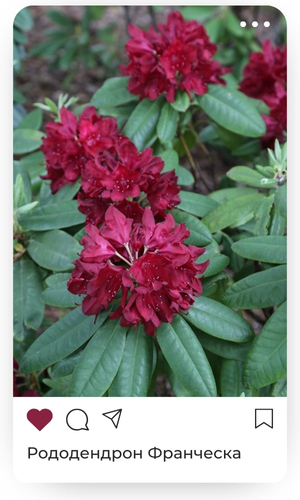 франческа.jpg франческа.jpg