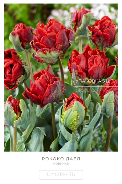 Рококо Дабл.png