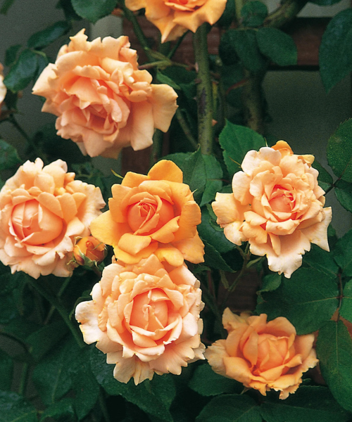 Брес оф Лайф.png