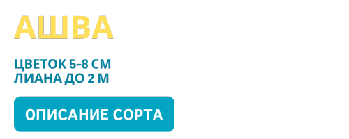 Ашва (500 x 200 пикс.).png Ашва (500 x 200 пикс.).png