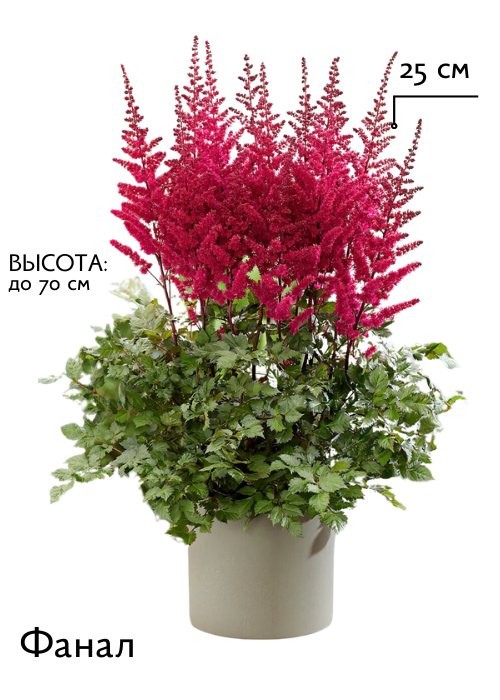 Фанал.png Фанал.png