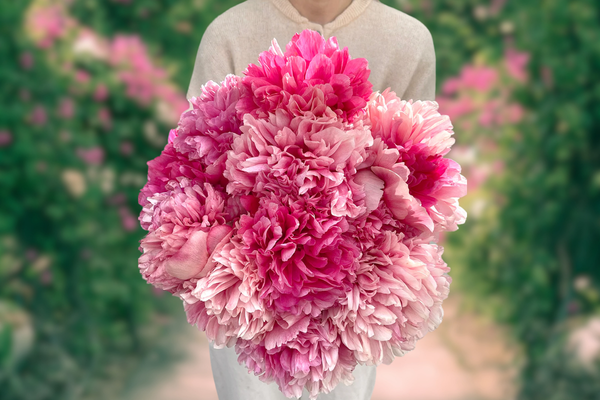 Пион Комманд Перформанс.png Пион Комманд Перформанс.png