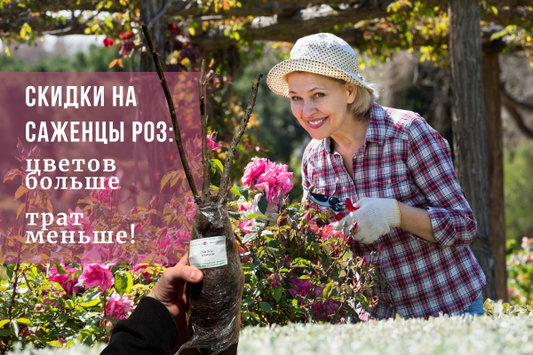 Скидки на саженцы роз: цветов больше, трат меньше! фото Скидки на саженцы роз: цветов больше, трат меньше! фото