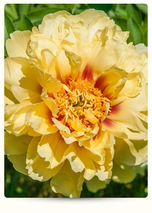 Барцелла (500 x 700 пикс.) (1).jpg