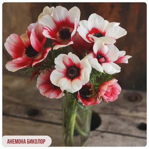 Анемона Биколор.jpg Анемона Биколор.jpg