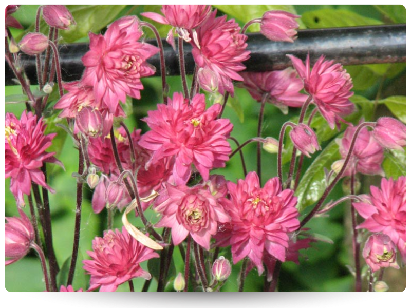 Аквилегия Роуз Барлоу (800 x 600 пикс.).png