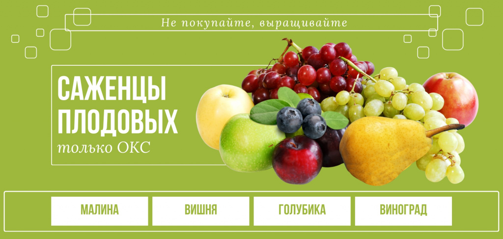 саженцы плодовых.jpg саженцы плодовых.jpg