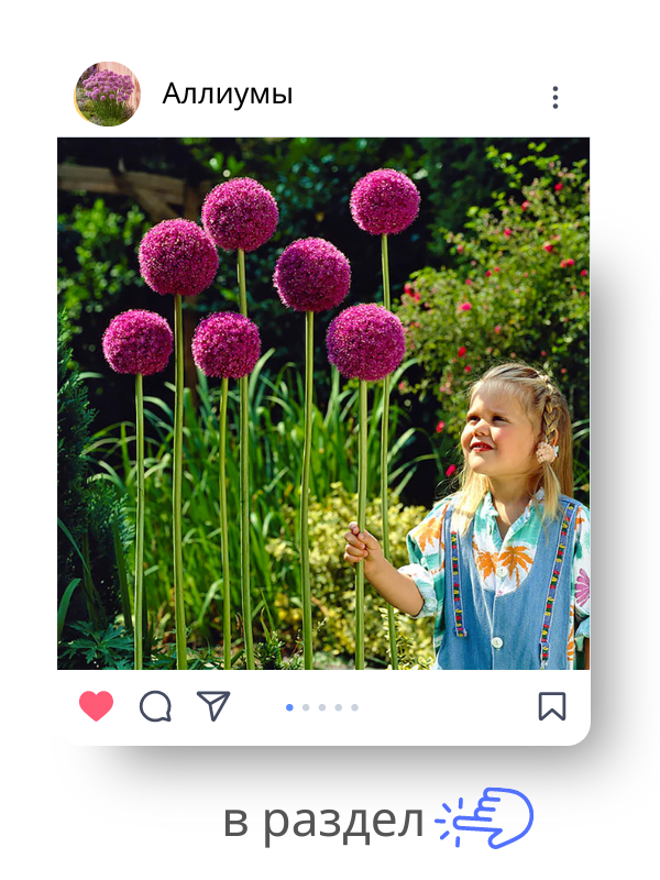 аллиумы.png аллиумы.png