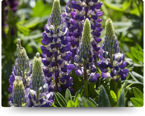 Говернор.jpg Говернор.jpg