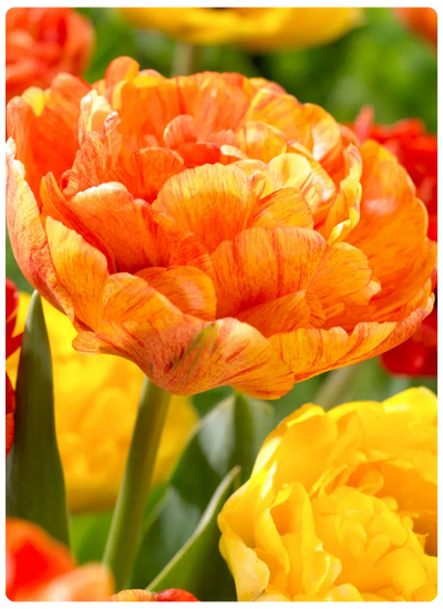 санлавер.png санлавер.png