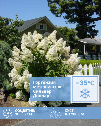 Сильвер Доллар.png Сильвер Доллар.png