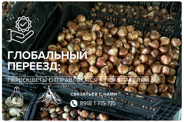 ГЛОБАЛЬНЫЙ ПЕРЕЕЗД: первоцветы отправляются к покупателям фото ГЛОБАЛЬНЫЙ ПЕРЕЕЗД: первоцветы отправляются к покупателям фото