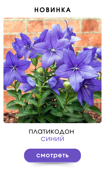 платикодон синий (1).png