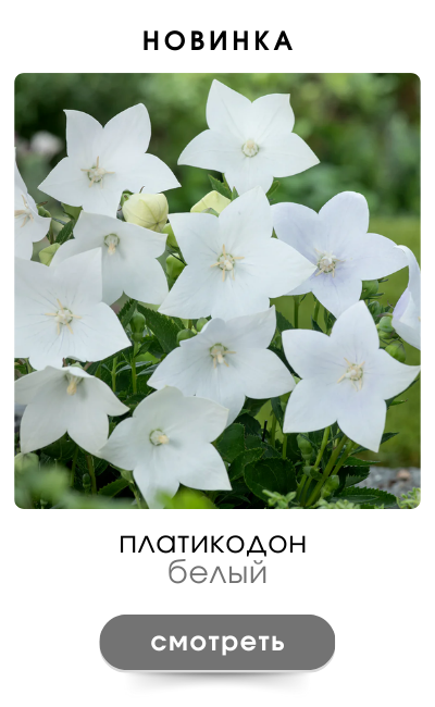 платикодон белый.png