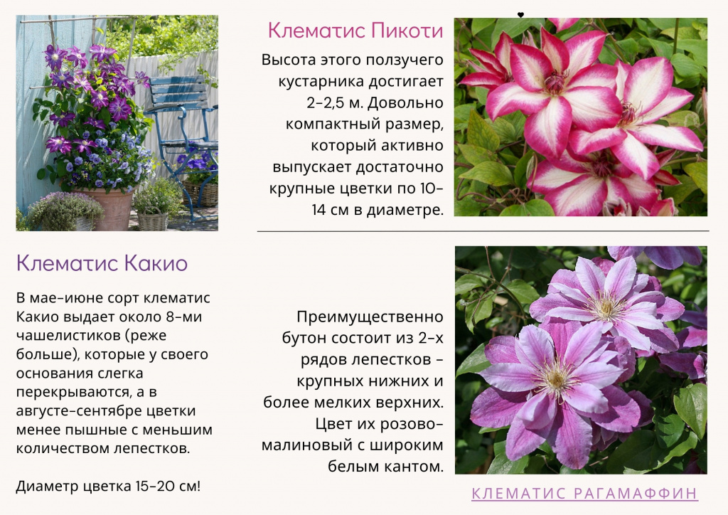 клематисы.jpg клематисы.jpg