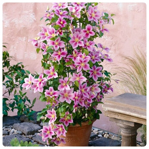 Пиилу (300 x 300 пикс.).jpg Пиилу (300 x 300 пикс.).jpg