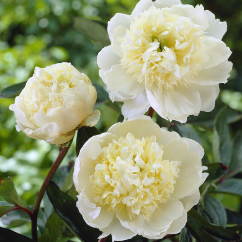 Дизайн без названия (3).png