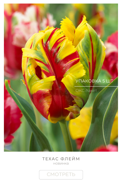 Техас Флейм.png