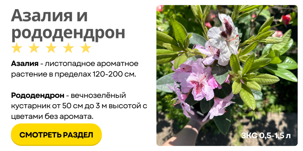 Азалия и рододендрон (1000 x 500 пикс.).png Азалия и рододендрон (1000 x 500 пикс.).png