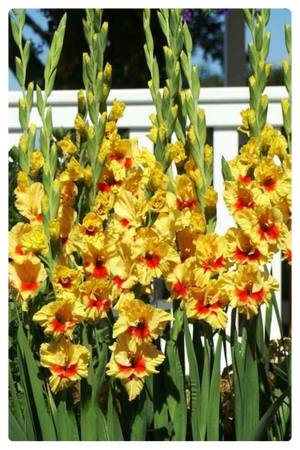 Джестер (300 x 450 пикс.).png Джестер (300 x 450 пикс.).png