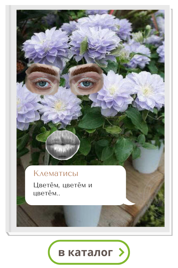 клематисы.png клематисы.png