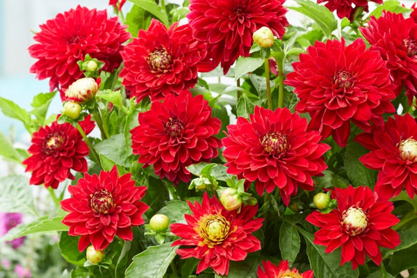 Мелоди Мамбо.jpg Мелоди Мамбо.jpg